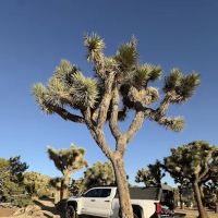 Black Rock Canyon Campground ico