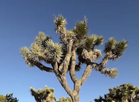 Black Rock Canyon Campground