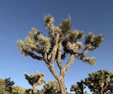 Black Rock Canyon Campground