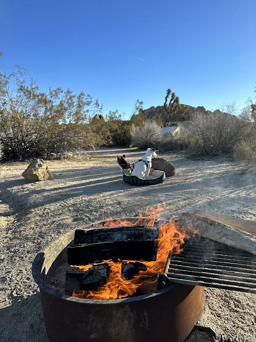 Jumbo Rocks Campground Picture 10