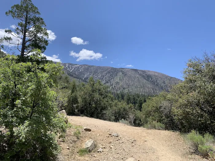 Barton Flats Campground Picture 9