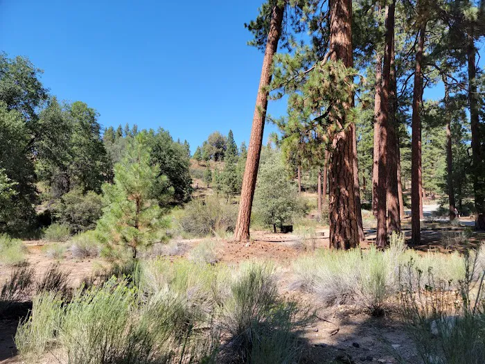 Barton Flats Campground Picture 4