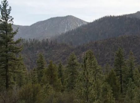 Barton Flats Campground