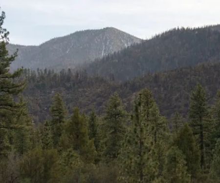 Barton Flats Campground