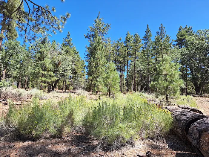 San Gorgonio Family Campground Picture 3