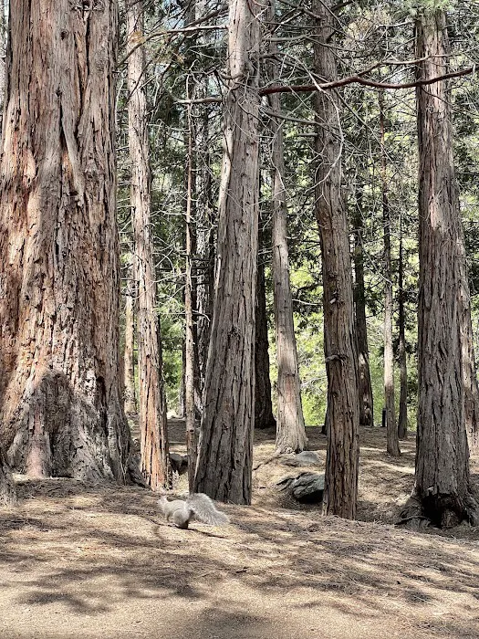 South Fork Family Campground Picture 4