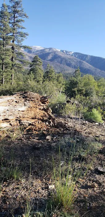 Lobo Group Campground Picture 4