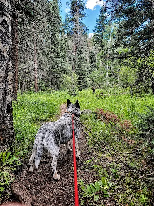 Ophir Creek Campground Picture 8