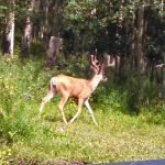 Aspen Acres Campground