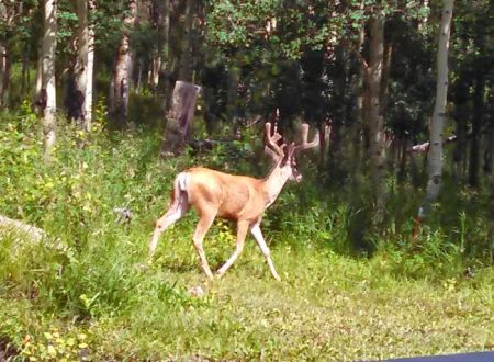 Aspen Acres Campground