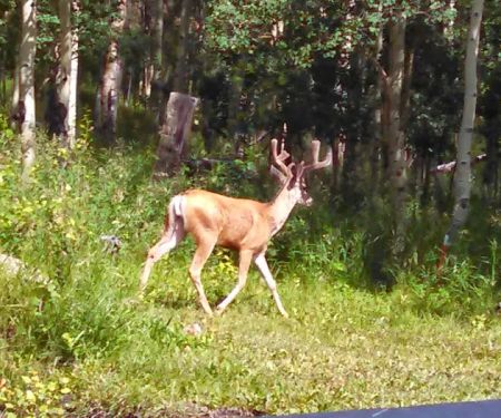 Aspen Acres Campground