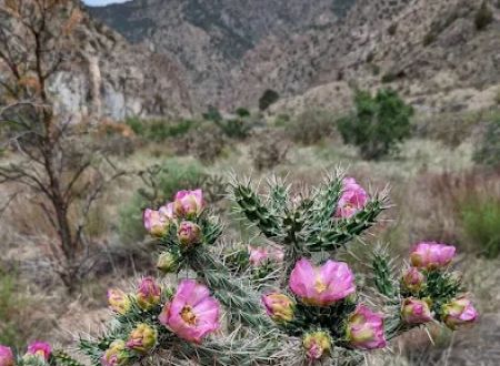 Five Points Campground