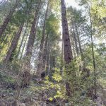 Cotillion Gardens RV Park