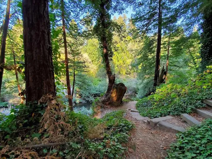Santa Cruz Redwoods RV Resort Picture 5