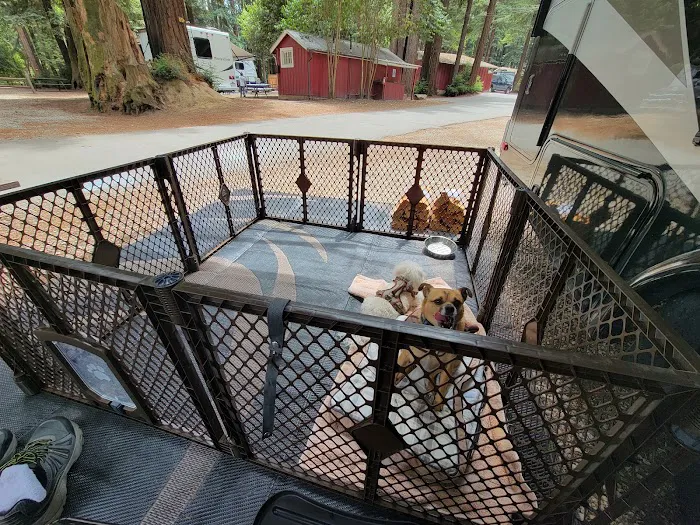 Santa Cruz Redwoods RV Resort Picture 2