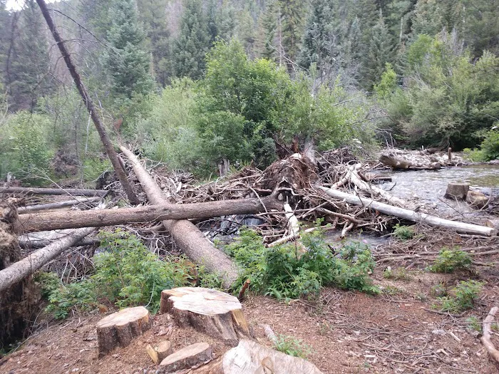 Angel of Shavano Campground Picture 6