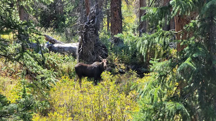 North Fork Campground Picture 6