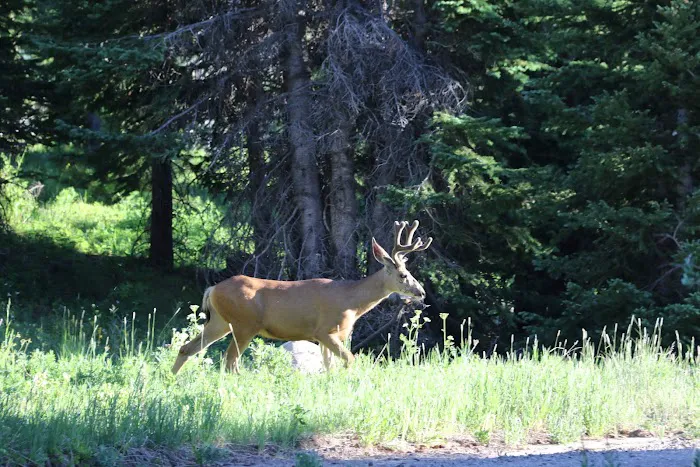 Shepherds Rim Campground Picture 4