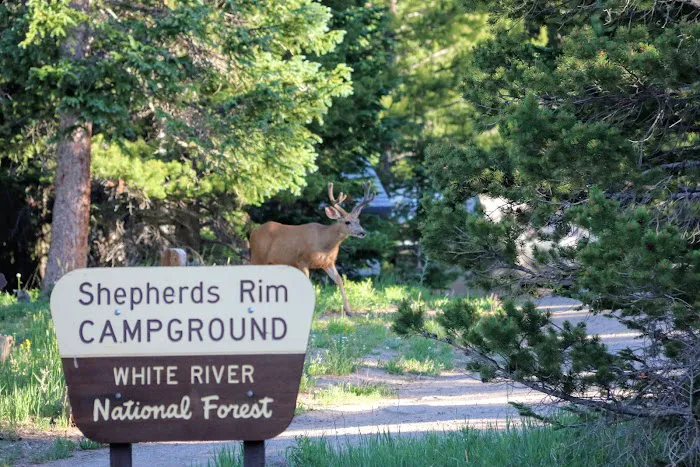 Shepherds Rim Campground Picture 9