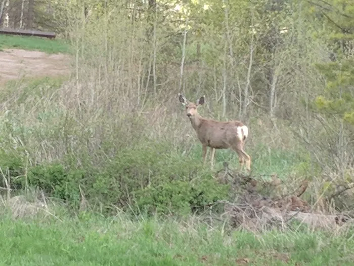 North Fork Campground Picture 2