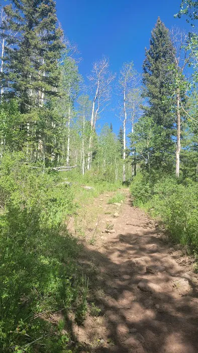 Marvine Campground Picture 8