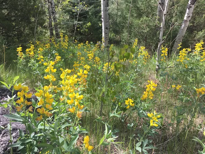 Sleeping Elephant Campground Picture 5