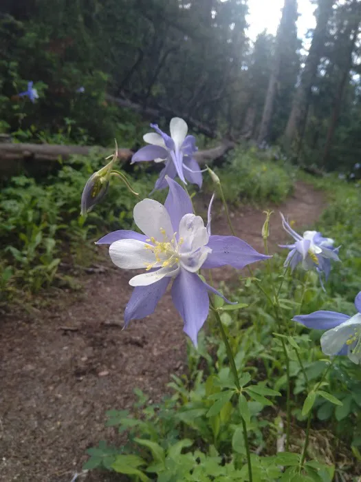 Lost Lake Picture 5