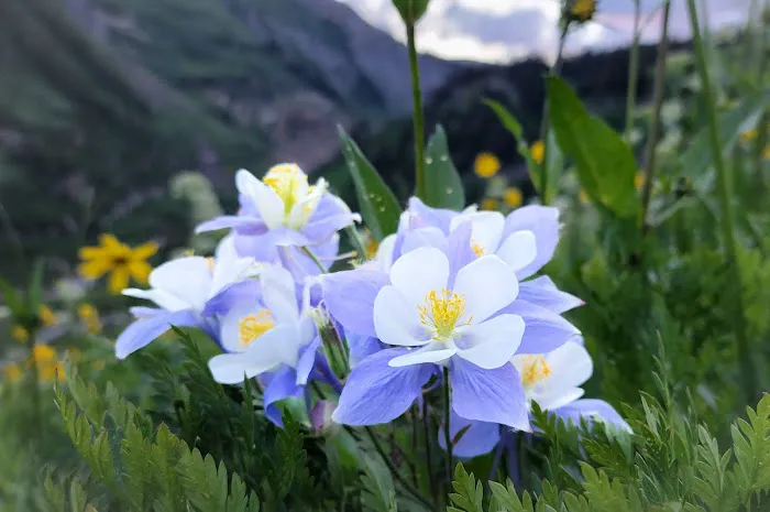 Mt Crested Butte Campground Picture 4