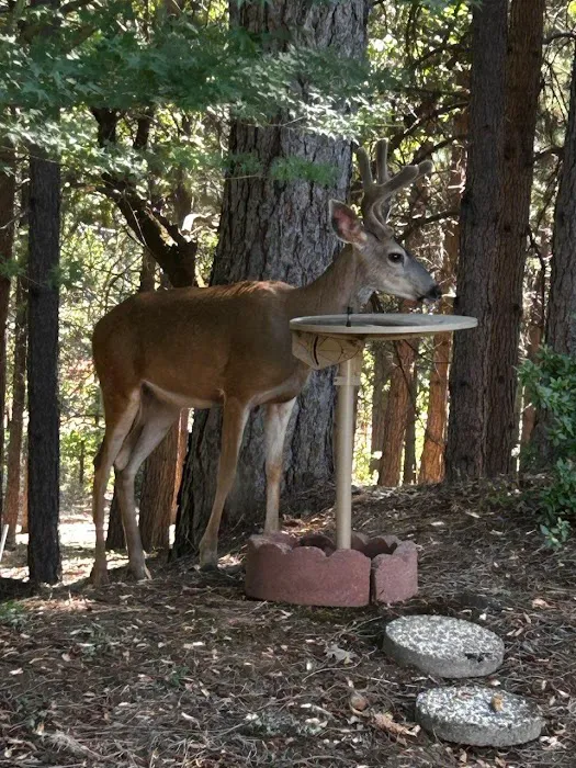 Ponderosa Pines Mobile Home Picture 6