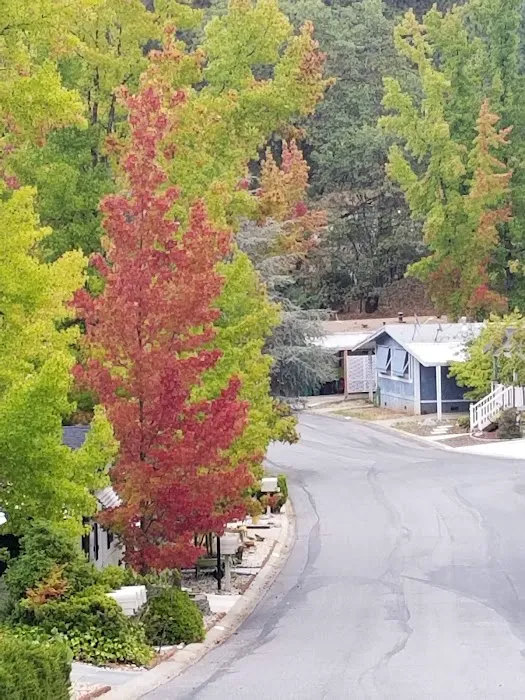 Forest Springs Picture 5