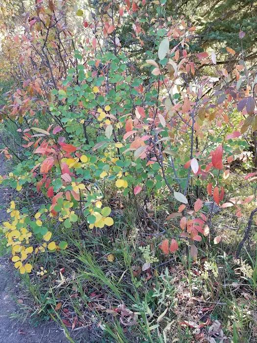 South Fork Campground Picture 10