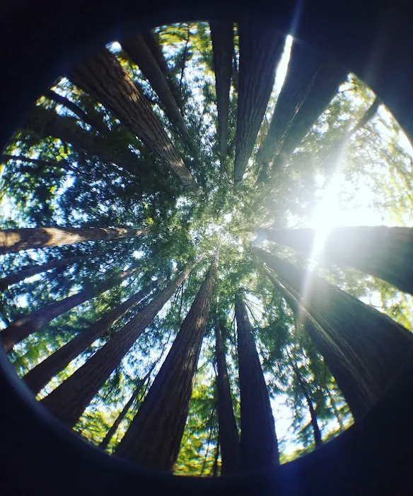 Madrone Group Area Campground Picture 4
