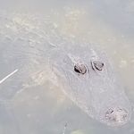 Texas Coast RV Resorts