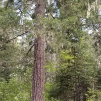 Atkisson Group Camp ico