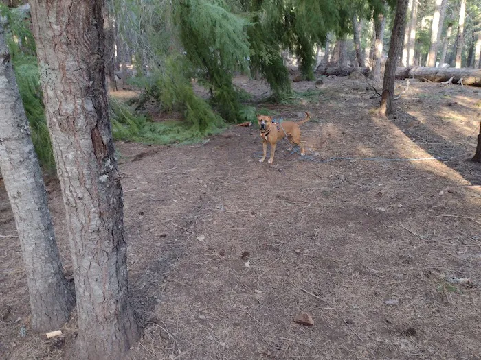 Bird Creek Campground Picture 2