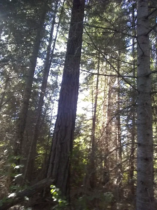 Blue Jay Campground Picture 3