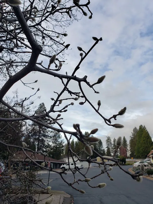 Sierra Pines Mobile Park Picture 2