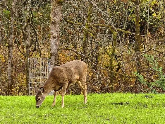 Deer Meadow RV Park Picture 3