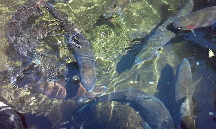 Fishery Inc Picture 6