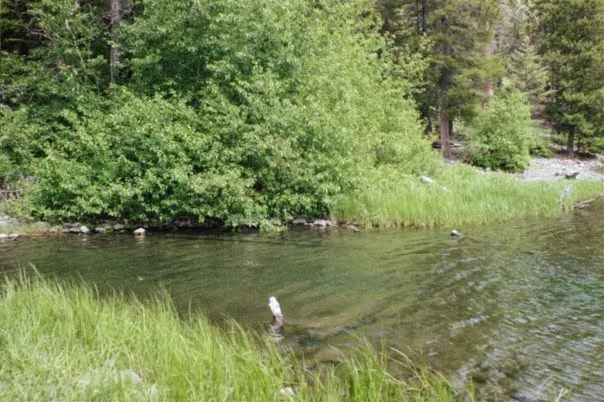 Bear Lake Campground Picture 10