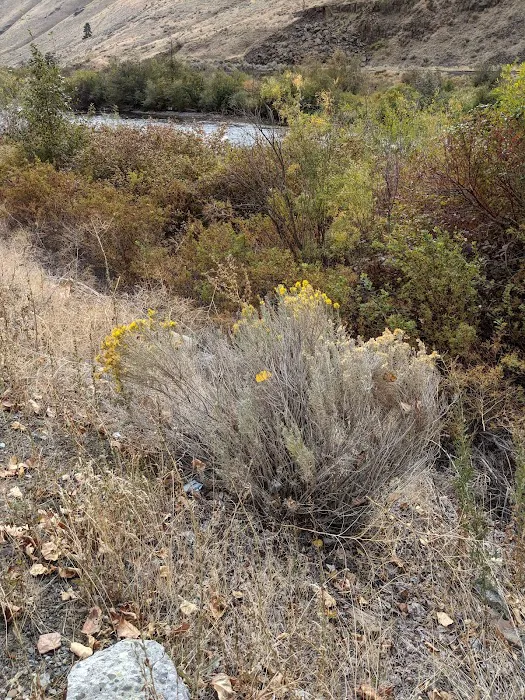 Bighorn Campground Picture 8