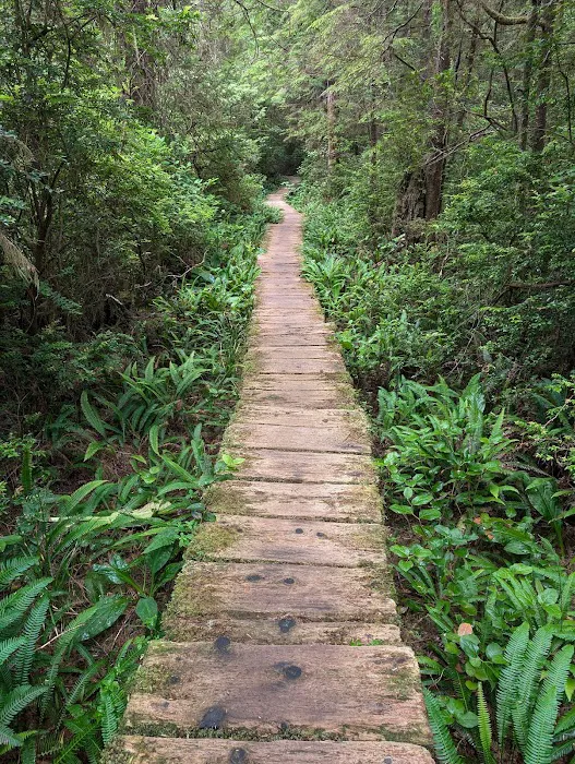 Cape Alava Picture 4