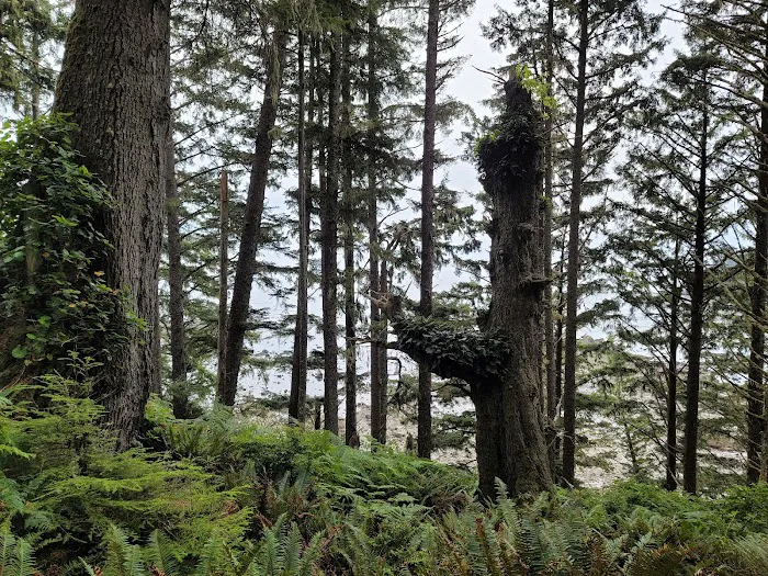 Cape Alava Picture 9