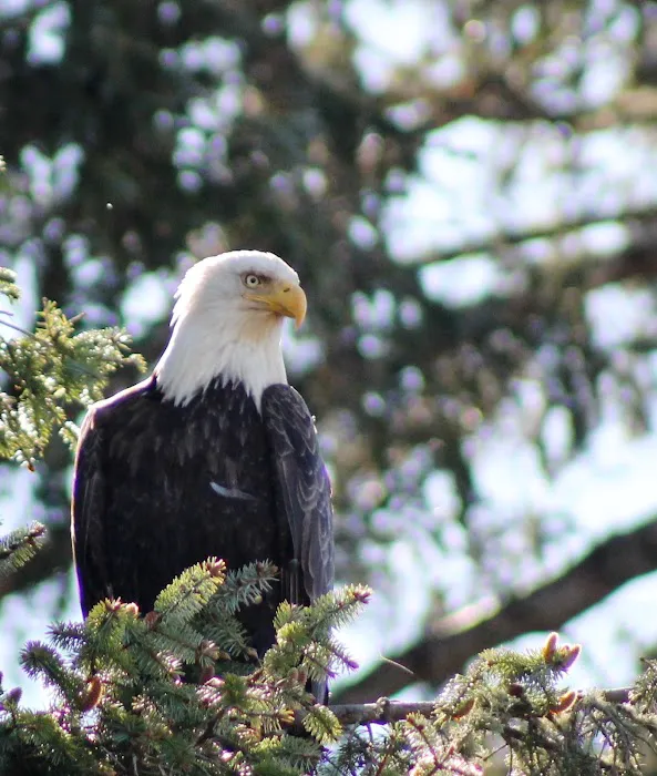 North Ozette River Picture 5