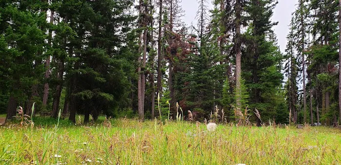 Loup Loup Campground Picture 7