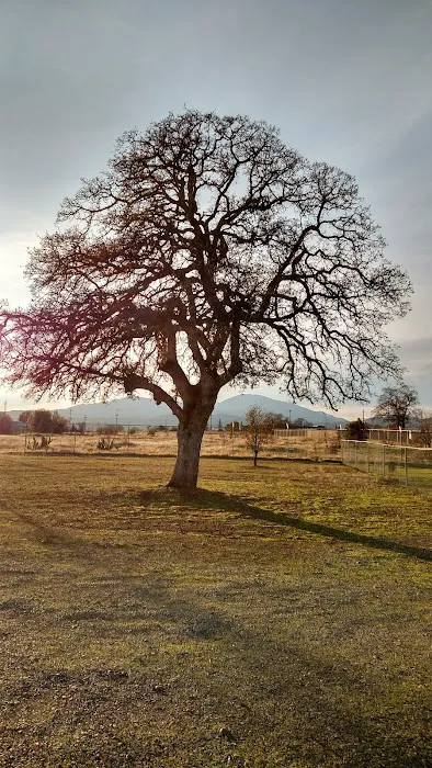 Redding Hilltop Estates Picture 2