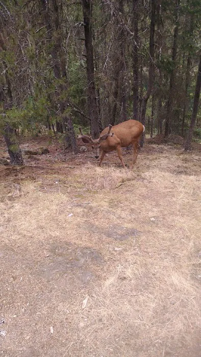 Cat Island Campground Picture 3