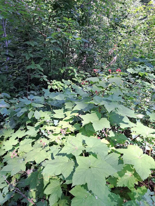 Ruffed Grouse Campground Picture 3
