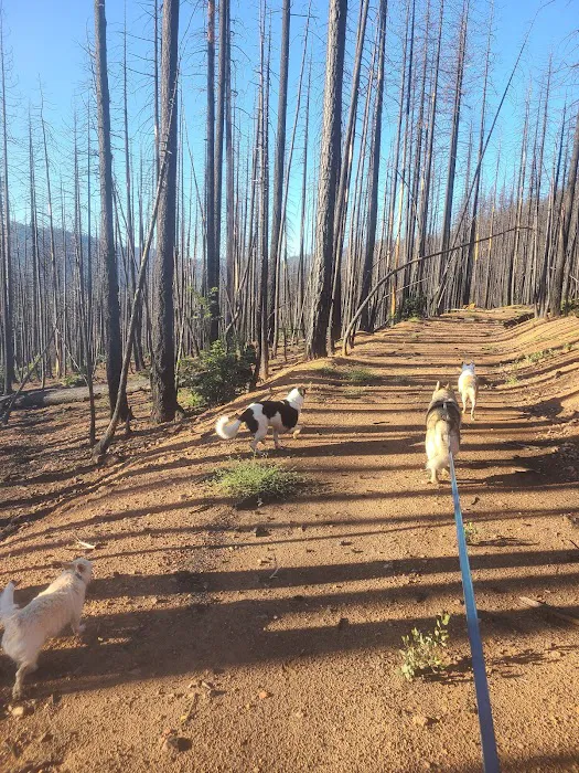 Greenville Mutual Aid Campground Picture 7