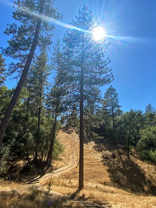 Sutter Pines Picture 1